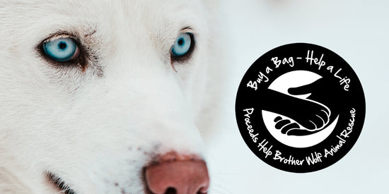 BWAR-BROTHER-WOLF-ANIMAL-RESCUE-ASHEVILLE